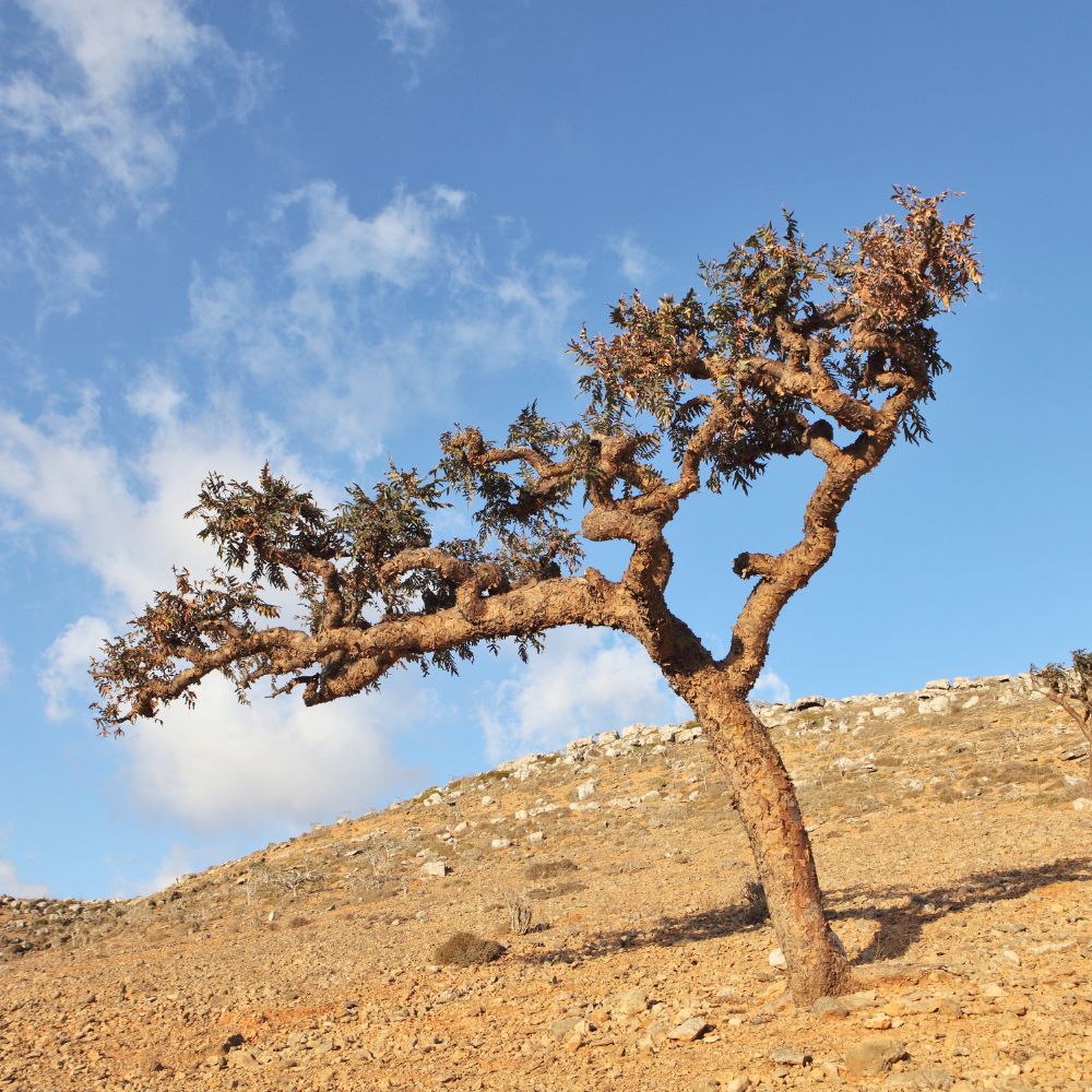 Frankincense