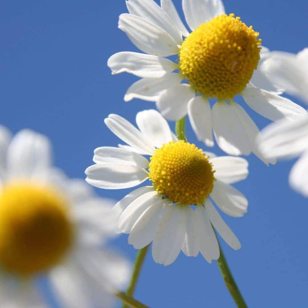 German Chamomile