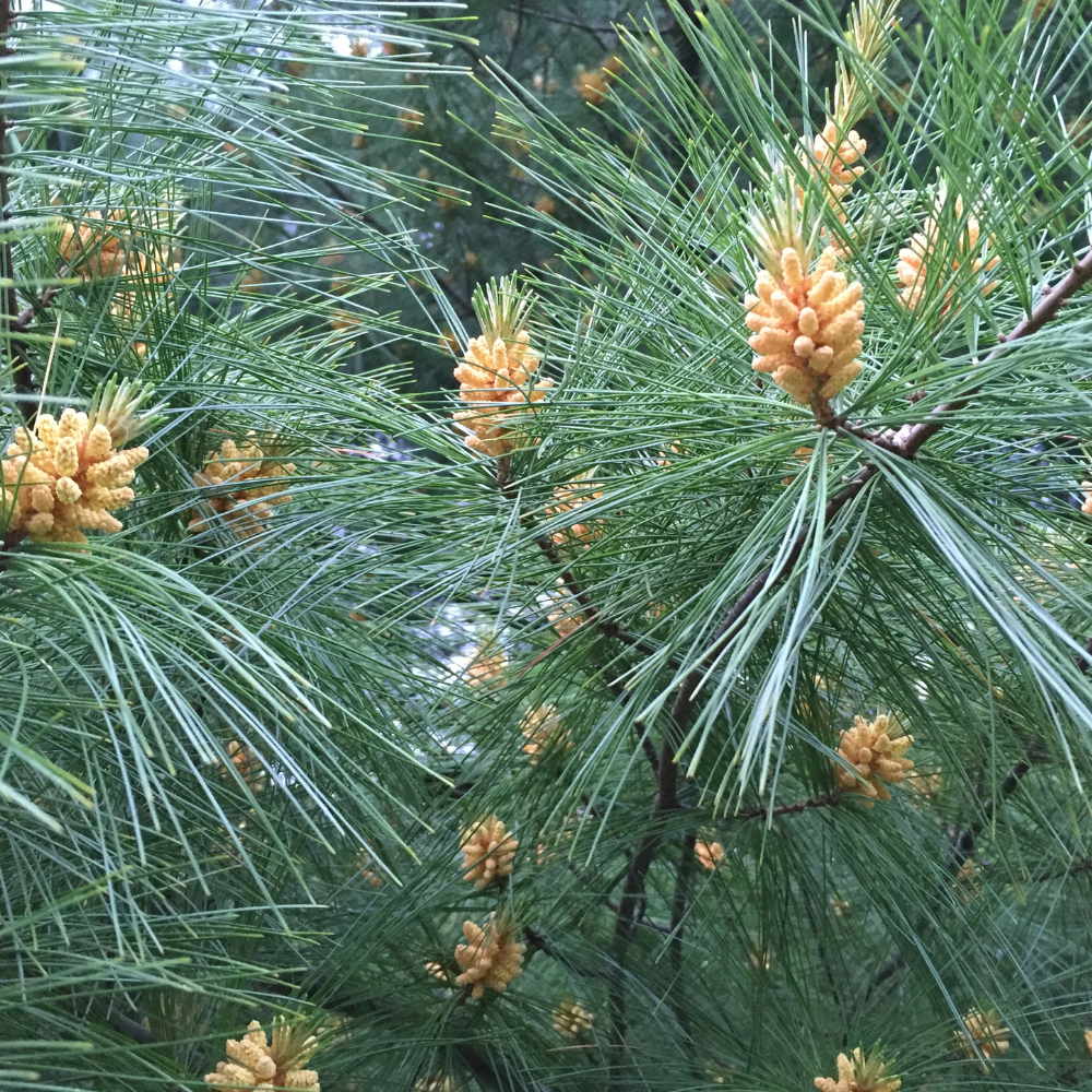 Grand White Pine