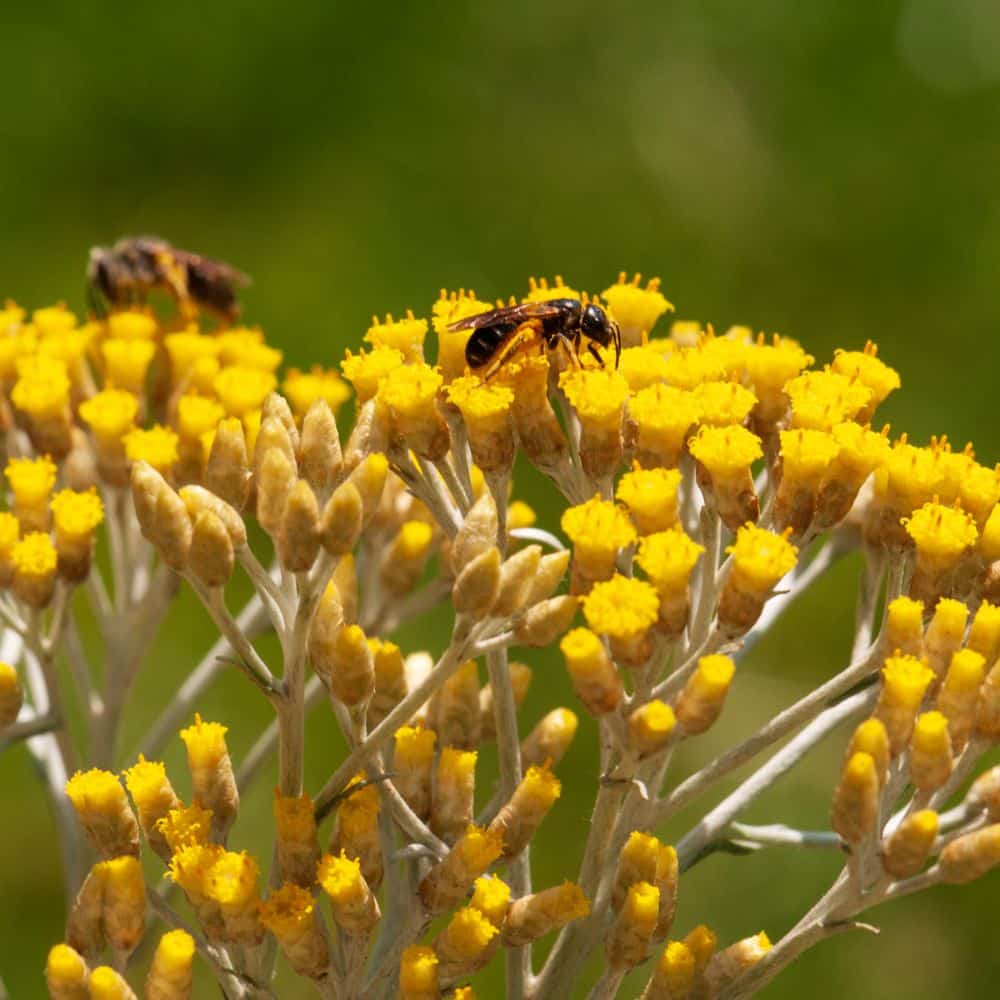 Immortelle
