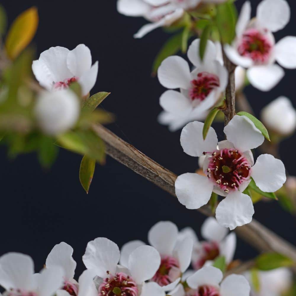 Manuka
