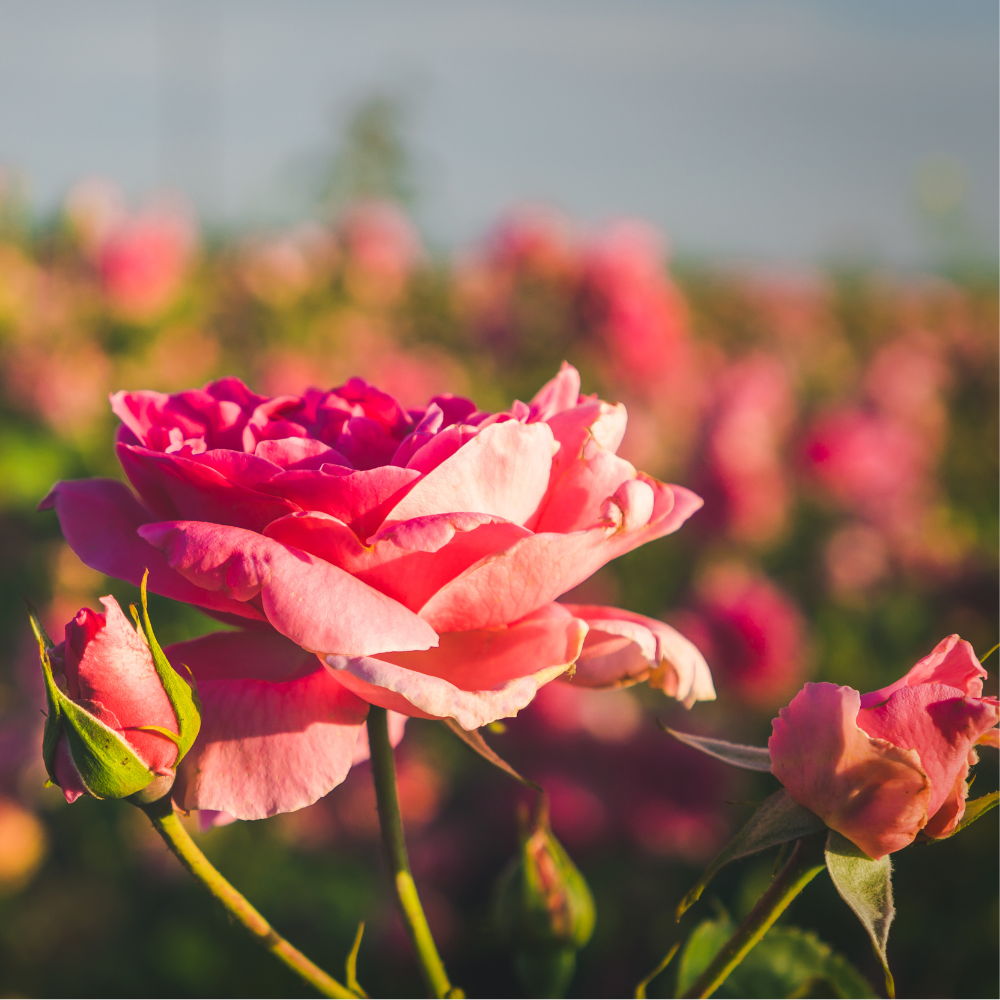 Rose Hydrosol