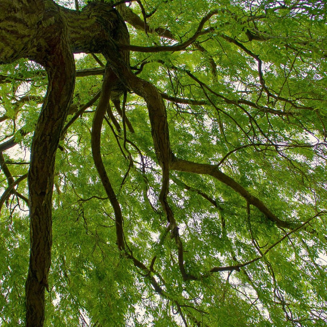 Willow Bark