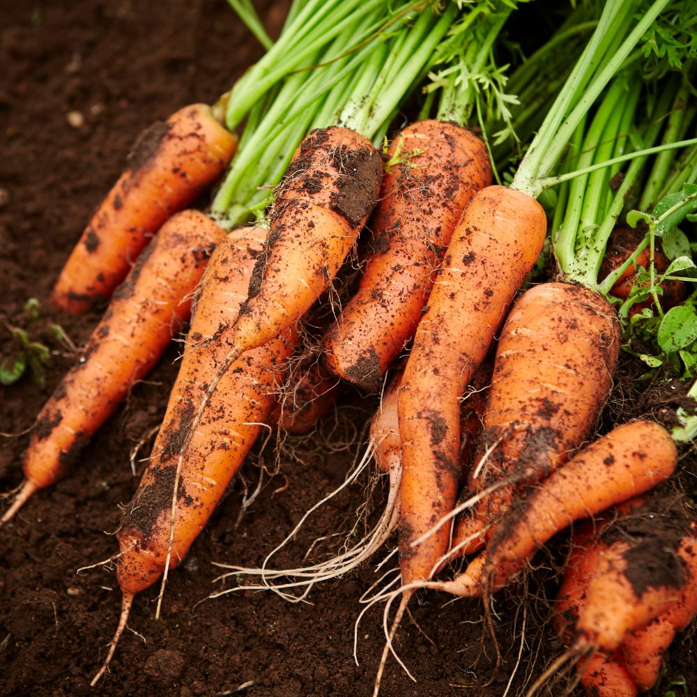 Carrot Seed