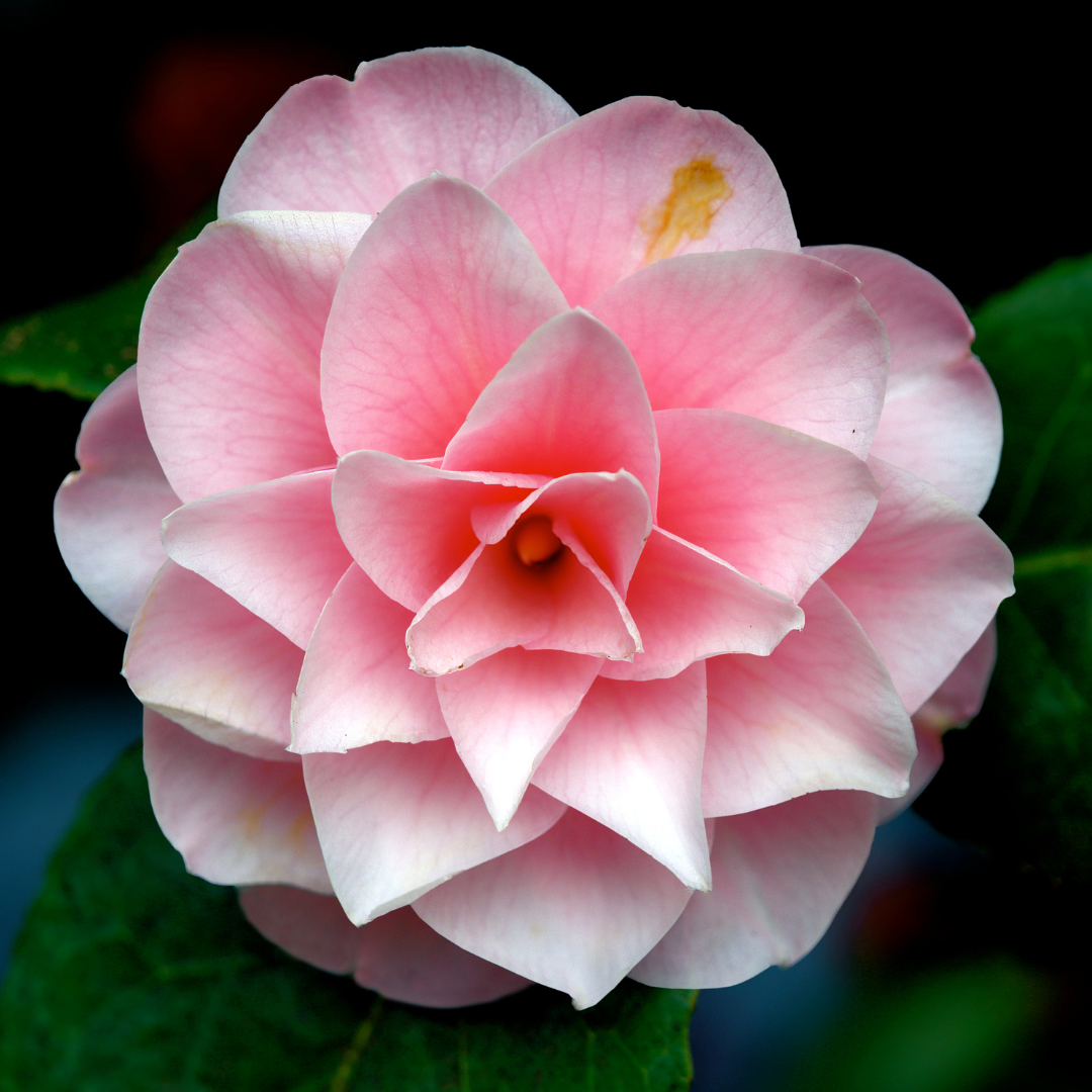 Camellia