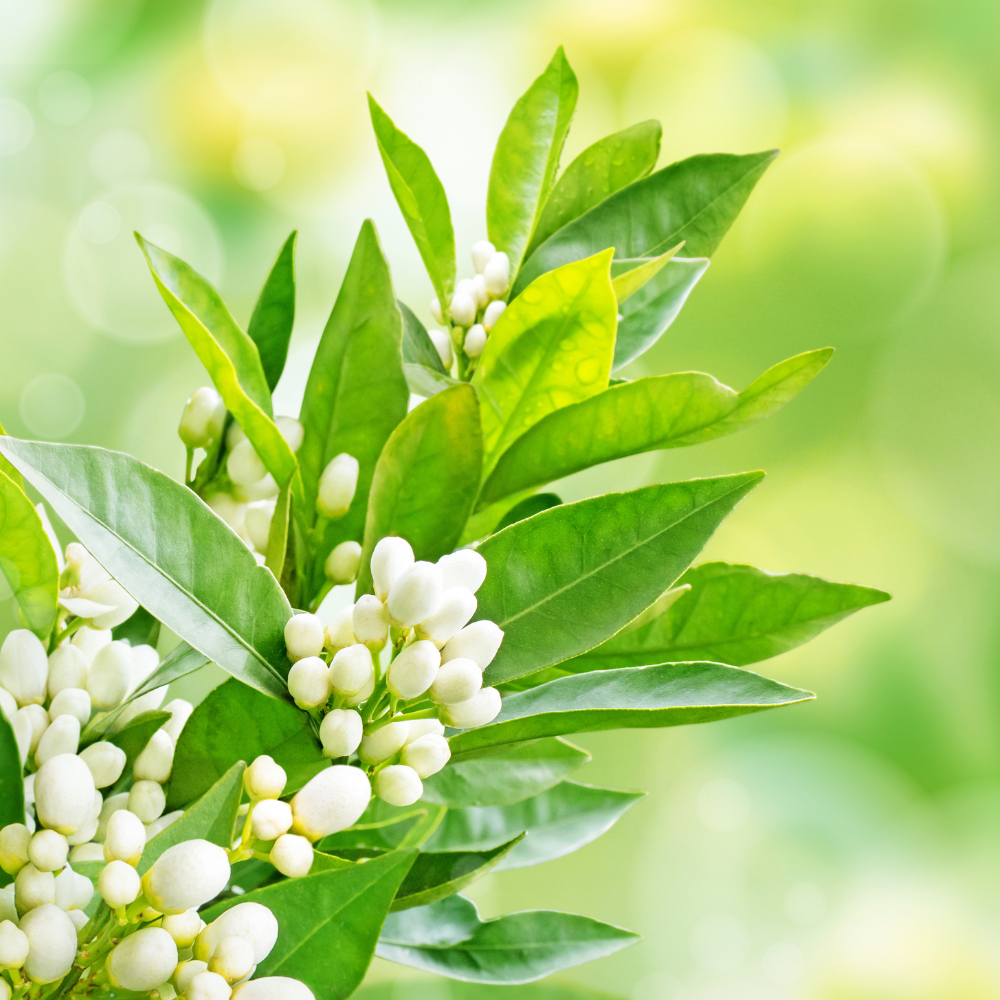 Neroli