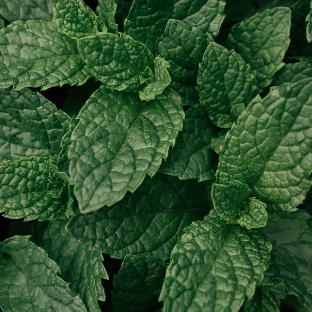 Peppermint