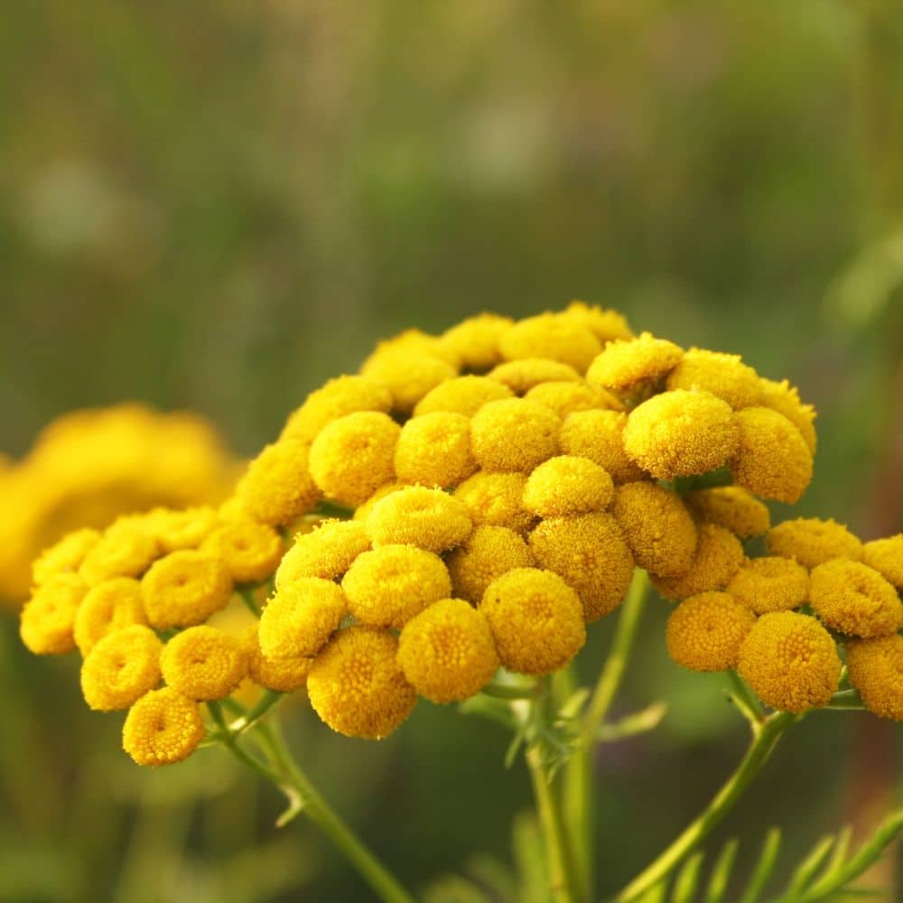 Blue Tansy