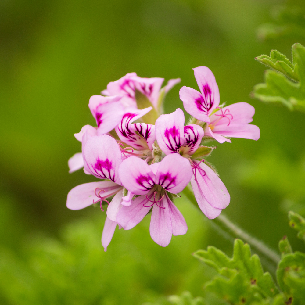 Geranium
