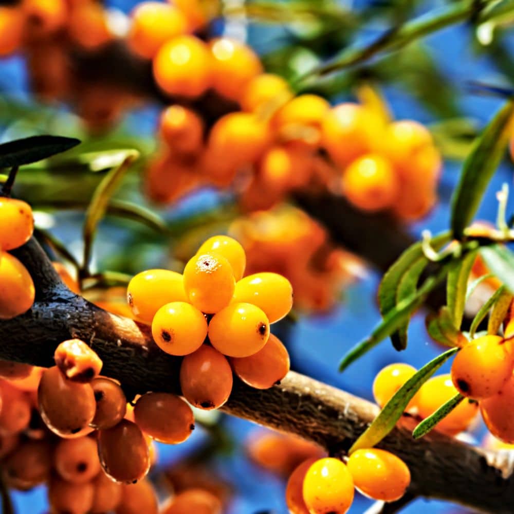 Seabuckthorn