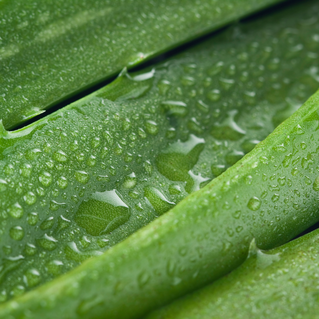 Aloe powder