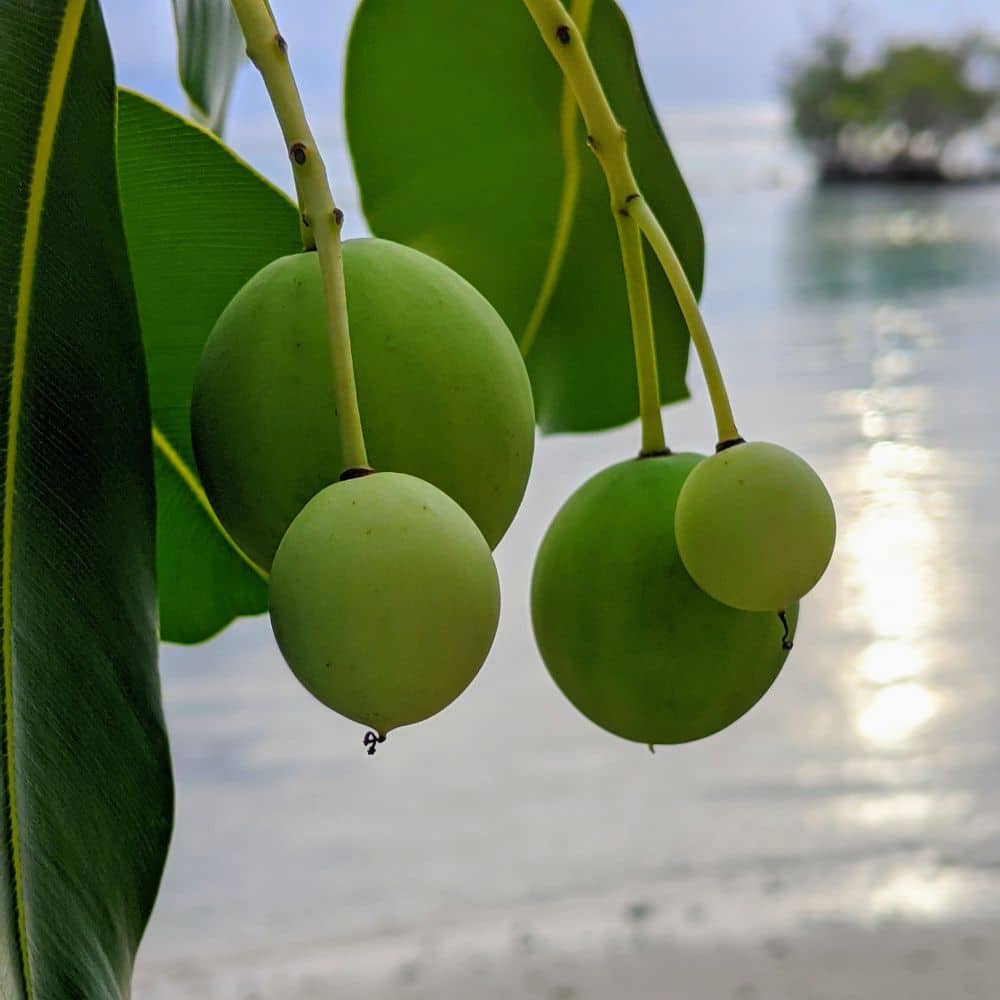 Tamanu