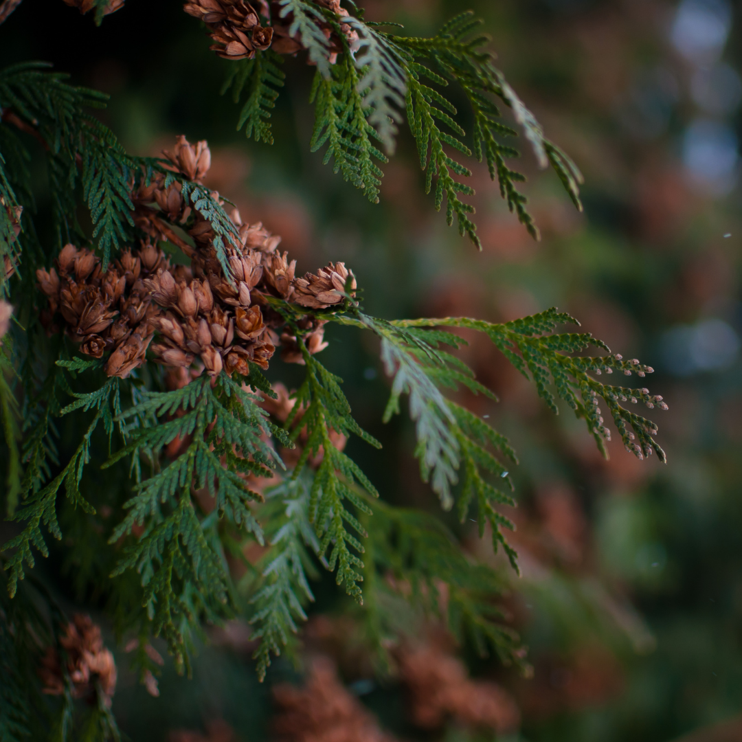 Cedar