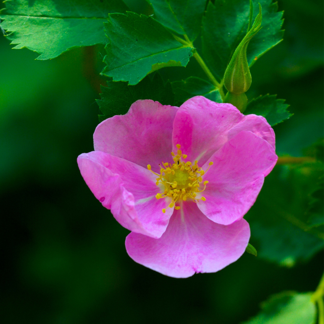 Rockrose