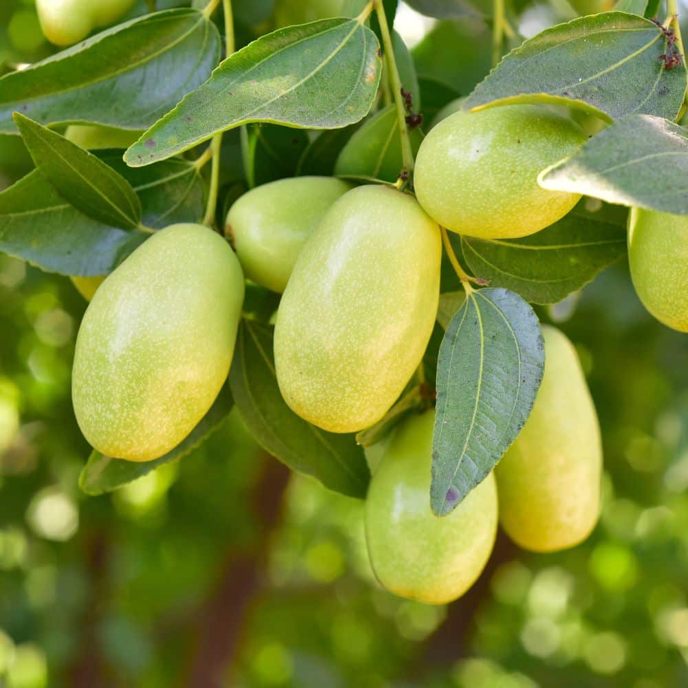 Jojoba