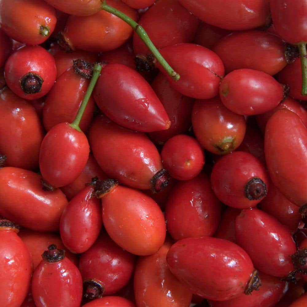 Rosehip